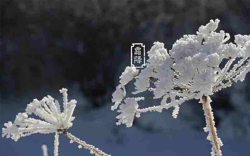 91视频成人APP下载木業 | 寒霜降，染秋霜